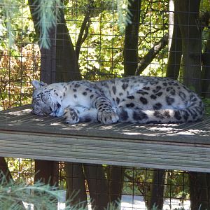 Snow leopard 100722