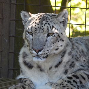 Snow leopard 100722