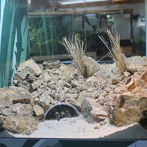 Red-kneed Tarantula (Brachypelma smithi) tank