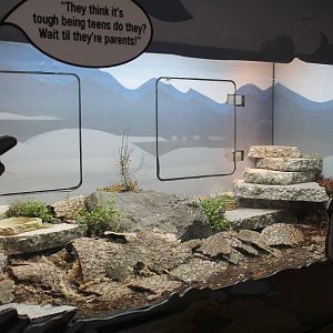 Grand Skink (Oligosoma grande) tank