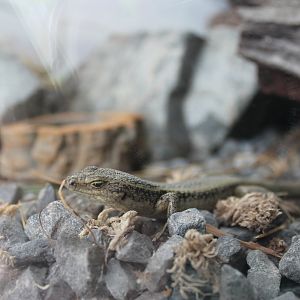 Grand Skink (Oligosoma grande) [2018]