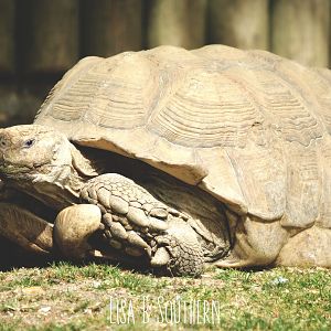 giant spurred tortoise