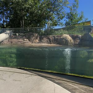 North American River Otter Underwater Viewing at Edmonton Valley Zoo (July 2022)
