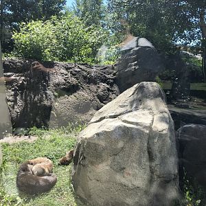 North American River Otter Exhibit at Edmonton Valley Zoo (July 2022)
