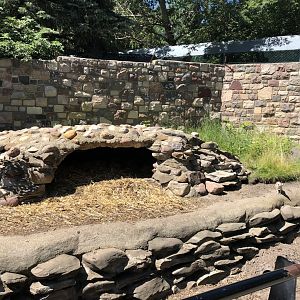 Slender-tailed Meerkat Enclosure at Edmonton Valley Zoo (July 2022)