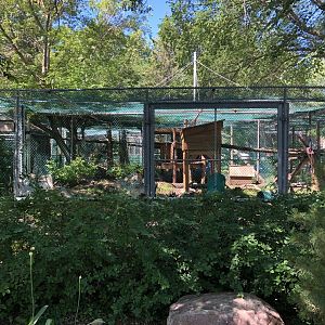 Canada Lynx at Edmonton Valley Zoo (July 2022)