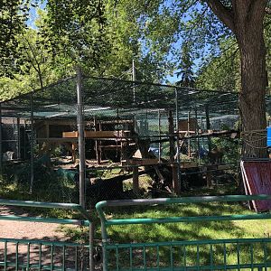 Canada Lynx at Edmonton Valley Zoo (July 2022)