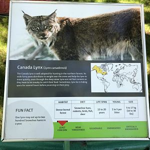 Canada Lynx Sign at Edmonton Valley Zoo (July 2022)