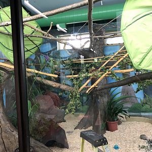 White-Handed Gibbon (?) Indoor Enclosure at Edmonton Valley Zoo (July 2022)