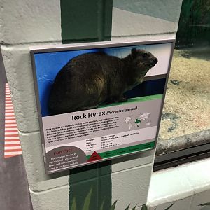 Rock Hyrax Sign at Edmonton Valley Zoo (July 2022)