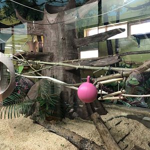 White-Handed Gibbon Indoor Enclosure at Edmonton Valley Zoo (July 2022)