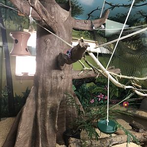 White-Handed Gibbon Indoor Enclosure at Edmonton Valley Zoo (July 2022)