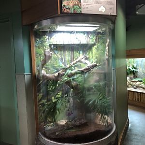 New Caledonia Giant Gecko Exhibit at Edmonton Valley Zoo (July 2022)