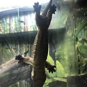 New Caledonia Giant Gecko at Edmonton Valley Zoo (July 2022)