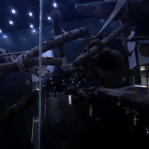 Linnaeus's Two-Toed Sloth Enclosure at Edmonton Valley Zoo (July 2022)
