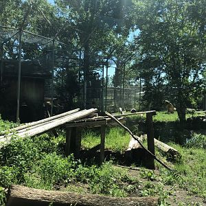 Siberian Tiger Enclosure at Edmonton Valley Zoo (July 2022)