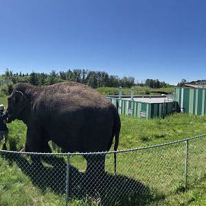 Lucy the Elephant at Edmonton Valley Zoo (July 2022)