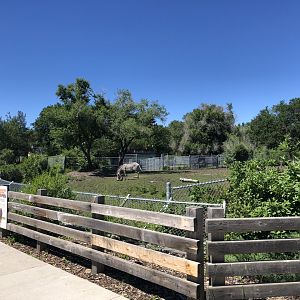 Grevy's Zebra Enclosure at Edmonton Valley Zoo (July 2022)