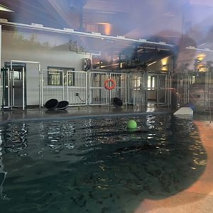 Indoor Seal Pool at Edmonton Valley Zoo (July 2022)