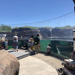 Seal Enclosure at Edmonton Valley Zoo (July 2022)
