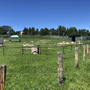 Sichuan Takin Enclosure at Edmonton Valley Zoo (July 2022)