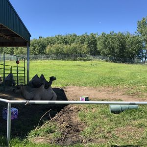 Bactrian Camel Enclosure at Edmonton Valley Zoo (July 2022)
