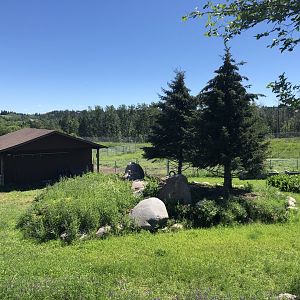 Reindeer Enclosure at Edmonton Valley Zoo (July 2022)
