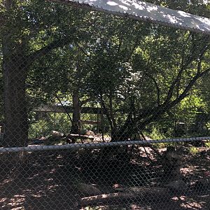 Arctic Wolf Enclosure at Edmonton Valley Zoo (July 2022)