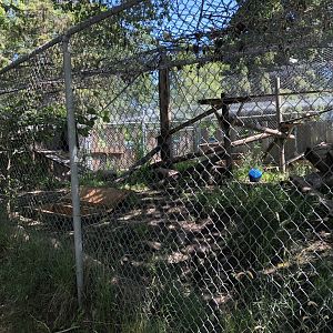 Red Fox Enclosure at Edmonton Valley Zoo (July 2022)