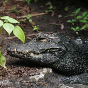Dwarf crocodile (Osteolaemus tetraspis)