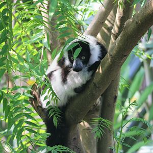 Black-and-white ruffed lemur (Varecia variegata variegata)