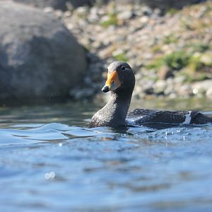 Magellanic flightless steamer duck (Tachyeres pteneres)