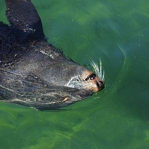 South American fur seal (Arctocephalus australis)