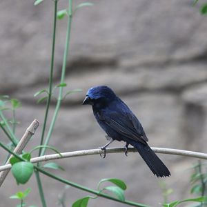 Ultramarine grosbeak (Cyanoloxia brissonii)