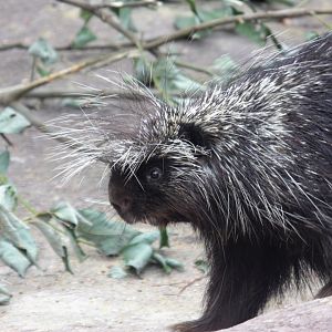 North American porcupine (Erethizon dorsatum)