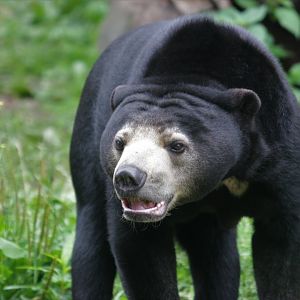 Sun bear (Helarctos malayanus)