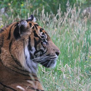 Sumatran tiger (Panthera tigris sumatrae)