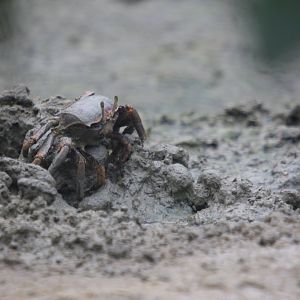 West African fiddler crab (Uca tangeri)