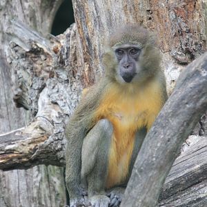 Golden-bellied mangabey (Cercocebus chrysogaster)