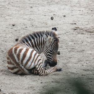 Grant's zebra (Equus quagga boehmi)
