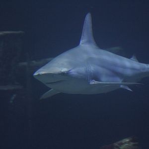 Grey reef shark (Carcharhinus amblyrhynchos)