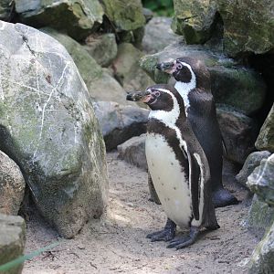Humboldt penguin (Spheniscus humboldti)