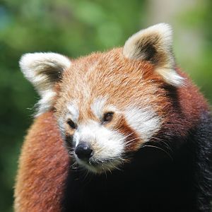 Red panda (Ailurus fulgens)