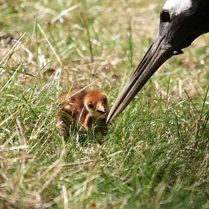 Red-crowned crane (Grus japonensis) (1-day-old chick)