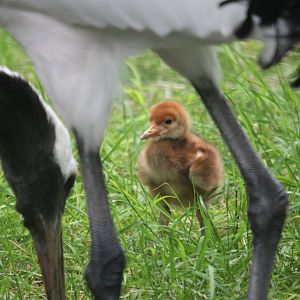 Red-crowned crane (Grus japonensis) (1-day-old chick)