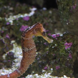 Longsnout seahorse (Hippocampus reidi)