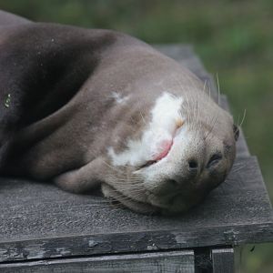 Giant otter (Pteronura brasiliensis)