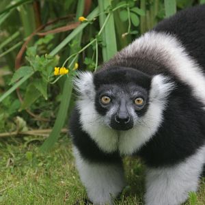 White-belted black-and-white ruffed lemur (Varecia variegata subcincta)