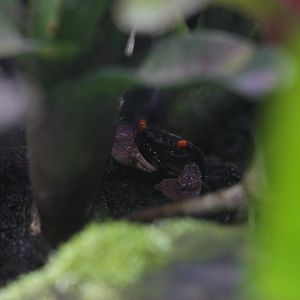 Blue vampire crab (Geosesarma dennerle)