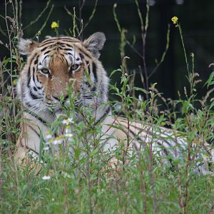 Amur tiger (Panthera tigris altaica)